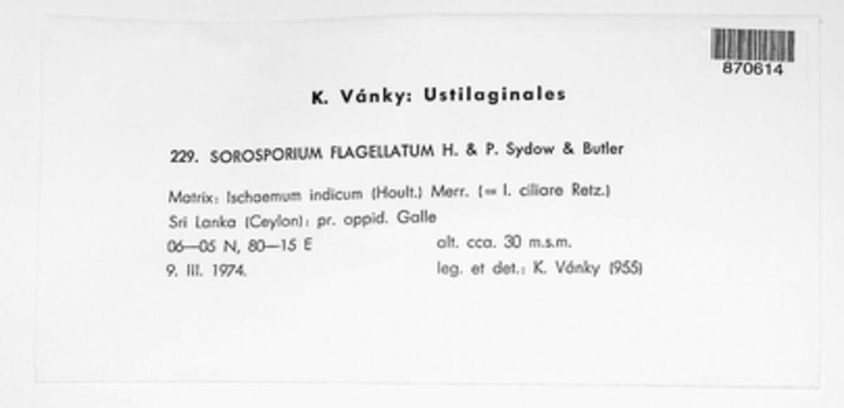 Sorosporium flagellatum image